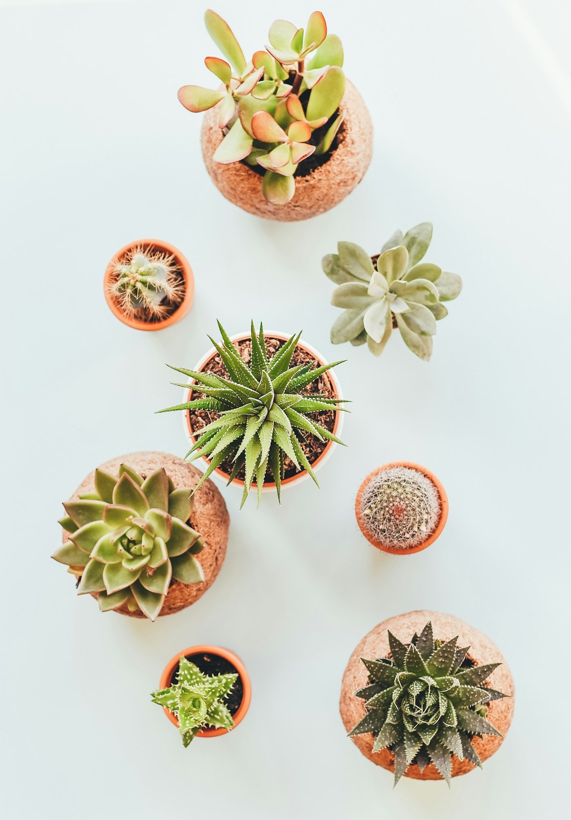 An assortment of small succulents seen from above